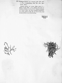 Cladonia furcata image